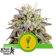 Royal Queen Seeds Mimosa Automatic