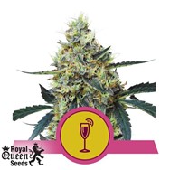 Royal Queen Seeds Mimosa