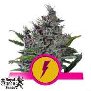 Royal Queen Seeds North Thunderfuck