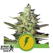 Royal Queen Seeds North Thunderfuck Automatic