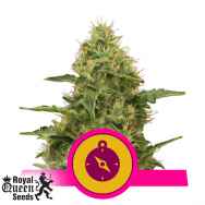 Royal Queen Seeds Northern Light