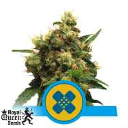 Royal Queen Seeds Painkiller XL CBD