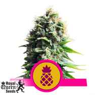 Royal Queen Seeds Pineapple Kush