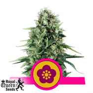 Royal Queen Seeds Power Flower