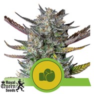 Royal Queen Seeds Purple Punch Automatic