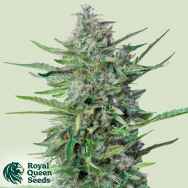 Royal Queen Seeds Purple Punch