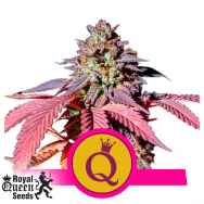 Royal Queen Seeds Purple Queen