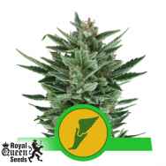 Royal Queen Seeds Quick One AUTOFLOWERING