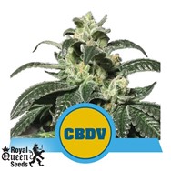 Royal Queen Seeds Royal CBDV Automatic