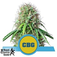 Royal Queen Seeds Royal CBG Automatic