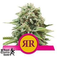 Royal Queen Seeds Royal Runtz