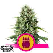 Royal Queen Seeds Royal AK