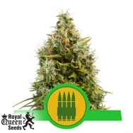 Royal Queen Seeds Royal AK AUTOFLOWERING