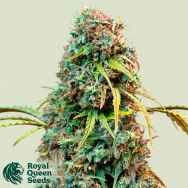 Royal Queen Seeds Royal CBDV Automatic