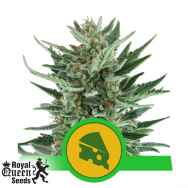 Royal Queen Seeds Royal Cheese Automatic