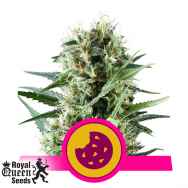 Royal Queen Seeds Royal Cookies