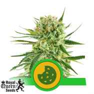 Royal Queen Seeds Royal Cookies Automatic