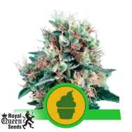 Royal Queen Seeds Royal Creamatic Auto