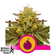 Royal Queen Seeds Royal Domina