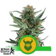 Royal Queen Seeds Royal Dwarf Autoflowering