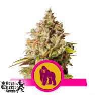 Royal Queen Seeds Royal Gorilla