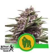 Royal Queen Seeds Royal Gorilla Automatic