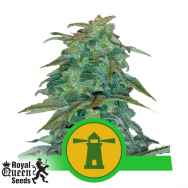 Royal Queen Seeds Royal Haze AUTOFLOWERING