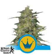 Royal Queen Seeds Royal Highness CBD