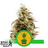 Royal Queen Seeds Royal Jack Automatic