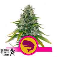 Royal Queen Seeds Royal Moby