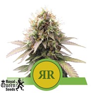 Royal Queen Seeds Royal Runtz Automatic