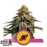 Royal Queen Seeds Royal Skywalker