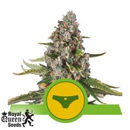 Royal Queen Seeds Sherbet Queen Automatic