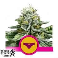 Royal Queen Seeds Sherbet Queen