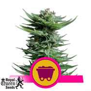 Royal Queen Seeds Shining Silver Haze