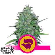 Royal Queen Seeds Skunk XL