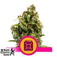 Royal Queen Seeds Sour Diesel