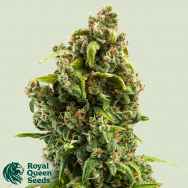 Royal Queen Seeds Sour Diesel