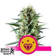 Royal Queen Seeds Special Kush #1