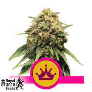 Royal Queen Seeds Special Queen #1