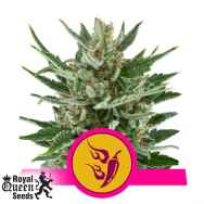 Royal Queen Seeds Speedy Chile Fast