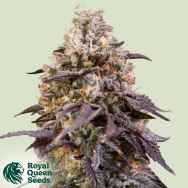 Royal Queen Seeds Sticky Queen