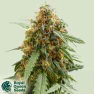 Royal Queen Seeds Sticky Queen Auto