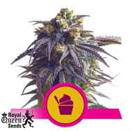 Royal Queen Seeds Sundae Driver