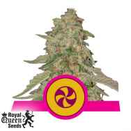 Royal Queen Seeds Sweet ZZ aka Sweet Zkittlez