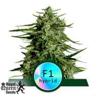 Royal Queen Seeds Titan F1