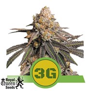 Royal Queen Seeds Triple G Automatic