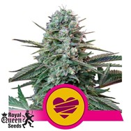 Royal Queen Seeds Wedding Crasher