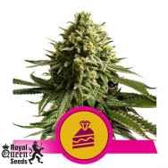 Royal Queen Seeds Wedding Cake