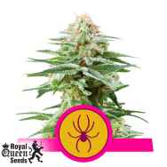 Royal Queen Seeds White Widow